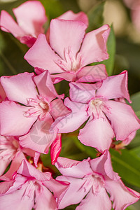 Oleander 鲜花植物花瓣夹竹桃植物学粉色背景图片