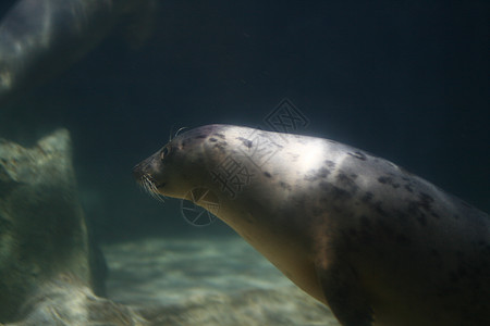 水族馆的大海豹特写狮子动物园蓝色野生动物乐趣游泳生活毛皮危险荒野图片