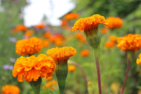 美丽的标签花花花园花瓣花坛黄色杂色棕色红色花蜜国家植物图片