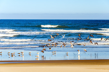 海滩上的海鸥海洋海岸线海岸海景场景蓝色旅行波浪海浪岩石图片