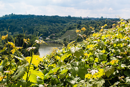 斯图加特的葡萄园天空藤蔓酿酒农业乡村植物酒厂叶子收成葡萄图片