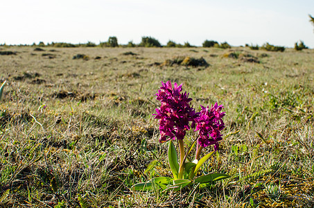 紫色美丽植物兰花受保护石灰石植物群阳光野生动物草原野花夏花图片