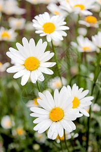 白色美丽的甘菊花花盆草本植物植物学皮肤土地昆虫花瓣芳香疗法太阳叶子图片