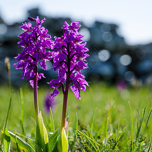 春季符号荒野植物夏花植物群兰花紫色草原美丽野花阳光图片