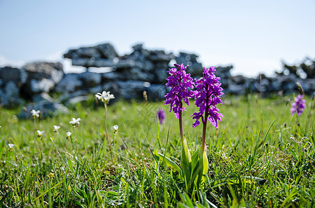 兰花缝合野生动物石墙荒野紫色蓝色太阳阳光夏花植物群天空图片