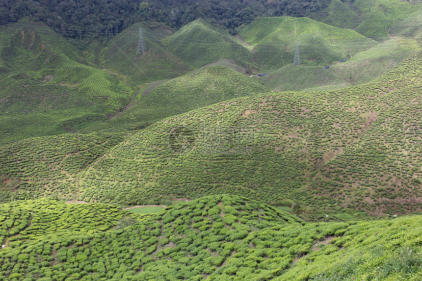 马来西亚卡梅隆高地茶田茶田农场植物园景叶子场地风景茶叶绿色种植园茶树图片