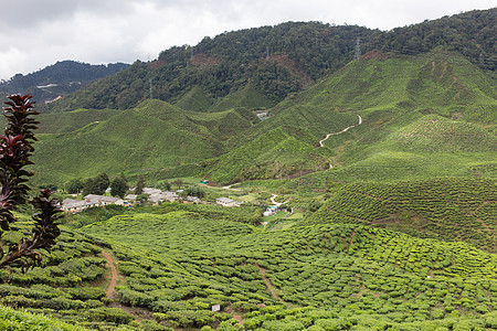 马来西亚卡梅隆高地茶田茶田园景植物绿色茶叶茶树叶子场地农业农场风景图片
