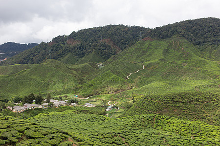 马来西亚卡梅隆高地茶田茶田场地风景种植园农业植物园景绿色茶叶农场叶子图片