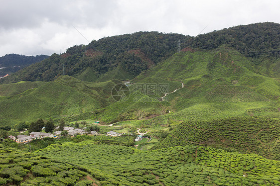 马来西亚卡梅隆高地茶田茶田场地风景种植园农业植物园景绿色茶叶农场叶子图片