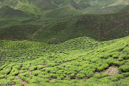 马来西亚卡梅隆高地茶田茶田植物园景茶叶农场叶子农业绿色茶树风景场地图片