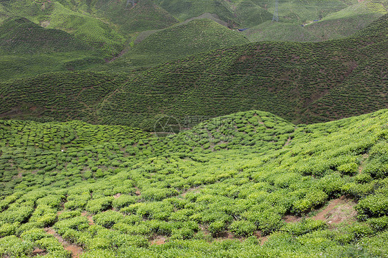 马来西亚卡梅隆高地茶田茶田植物园景茶叶农场叶子农业绿色茶树风景场地图片