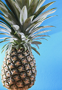 蓝色背景的菠萝背景图片