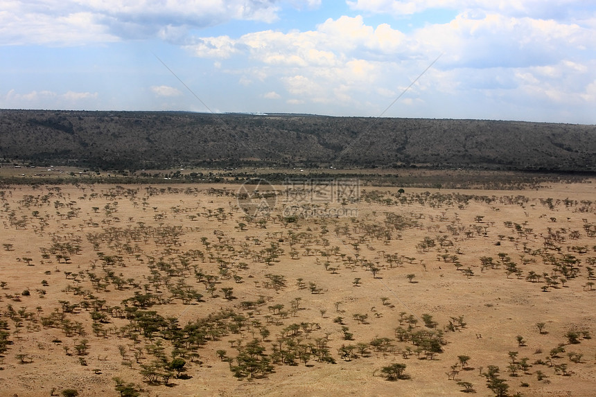 马赛马拉野生动物松树旅行树木目的地全景大草原地标地方背景图片