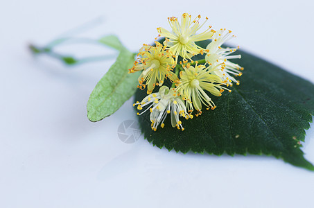 白色背景的叶子花朵作品药品草本植物球座椴树蜂蜜植物群啤酒花瓣标签图片
