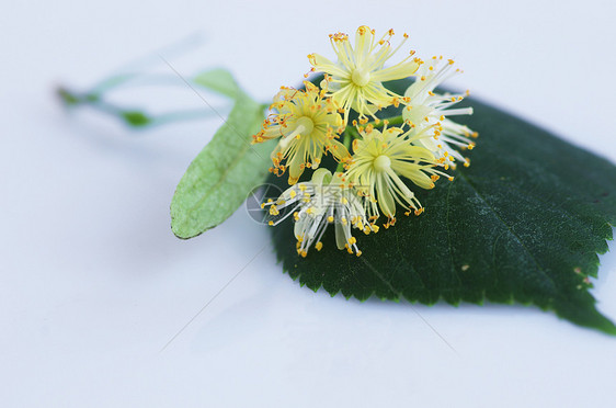 白色背景的叶子花朵作品药品草本植物球座椴树蜂蜜植物群啤酒花瓣标签图片