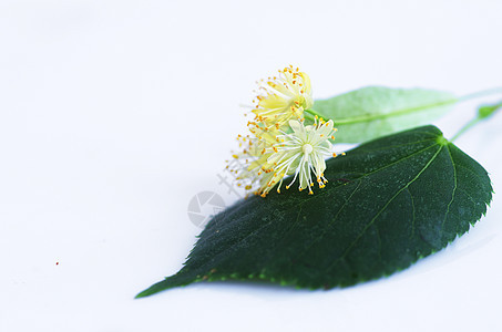 白色背景的叶子花朵药品植物群草本植物植物标签作品啤酒球座椴树花瓣图片