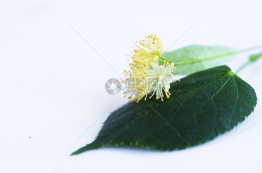 白色背景的叶子花朵药品植物群草本植物植物标签作品啤酒球座椴树花瓣图片