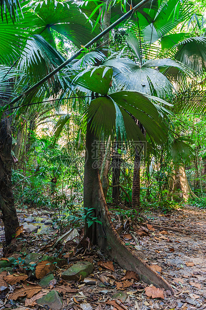 东南亚的热带雨林地区森林射线野生动物植物丛林衬套农村气候木头生活图片