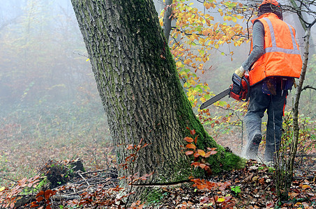 伐木木材安全林业工作链锯森林头盔工人工具樵夫木头图片