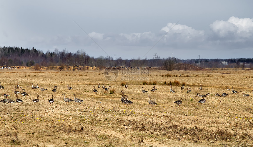 迁徙鹅的春春迁移豆鹅航班干草干燥乡村经济鸟类场地灰色图片