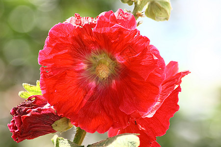 红色奥利霍克(阿尔谢亚玫瑰)图片