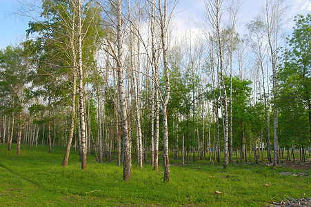夏季风景树干季节野生动物环境生活林地阳光森林公园叶子图片