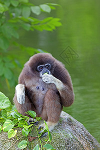 Gibbon 猴子丛林植物哺乳动物荒野野生动物森林公园俘虏长臂猿异国图片