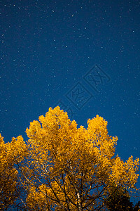 秋夜黄树和星空图片