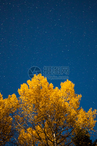 秋夜黄树和星空图片