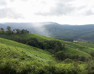 科马蒂兰森林的南非乡村地区土地爬坡草地农田远景树木林地风景丘陵阳光图片