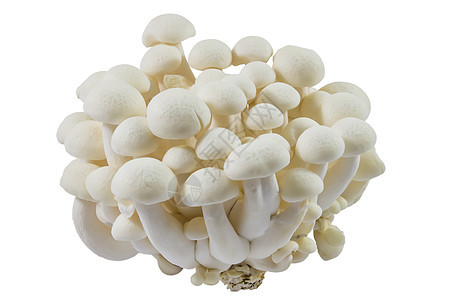 白色的白芝麻蘑菇图片