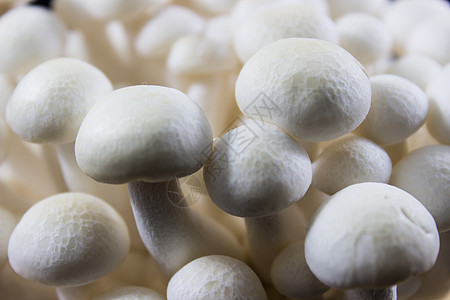 白Shimeji蘑菇特配图片
