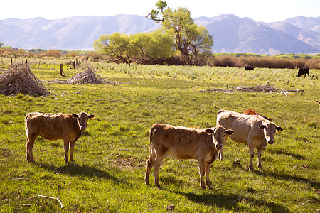 在加利福尼亚草原放牧牛牛群场地家畜土地牛肉奶制品草原农场奶牛环境团体图片