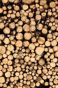 切碎的木柴堆柴堆季节生长生态活力森林木工人木材林业树干图片