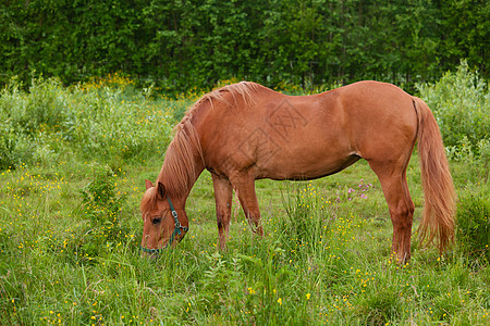 马在草原上吃马图片