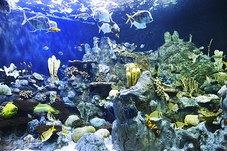 珊瑚礁上的热带鱼类蓝色海葵海鳗浮潜旅行生活荒野盐水海洋旅游图片