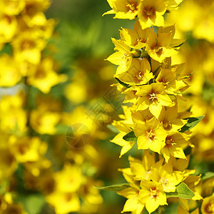 黄花花园植物叶子阳光绿色花瓣背景图片