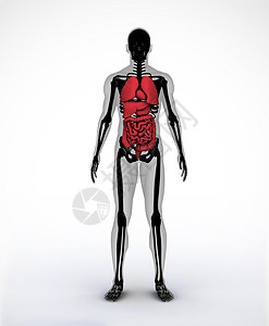 带有可见器官的黑色和灰色数字骨架图片