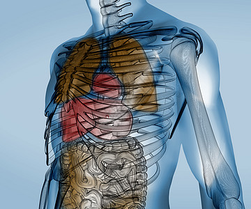 具有器官的多彩透明数字机体图片