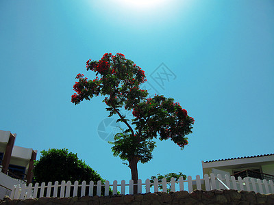 对抗蓝色天空的热带外来植物生长叶子树叶异国棕榈情调图片