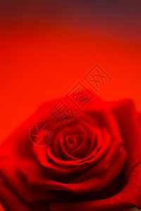 模糊的红玫瑰背景图片