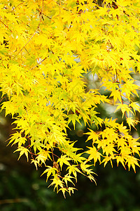 秋秋树背景绿色季节性环境枫树植物黄色枫叶叶子图片