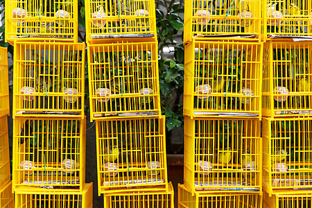 香港鸟类市场宠物配种黑色鸟笼鸡舍鹦鹉棕色花园图片