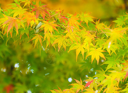 花木树环境树叶黄色枫树叶子枫叶红色背景金枫图片