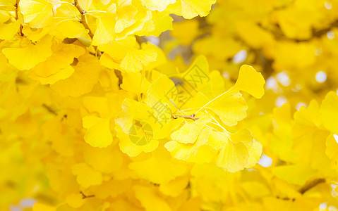 黄黄色的ginkgo树叶银杏树银杏背景黄色植物图片