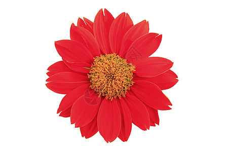 红花格柏植物白色粉色生长雏菊红色礼物植物学宏观图片