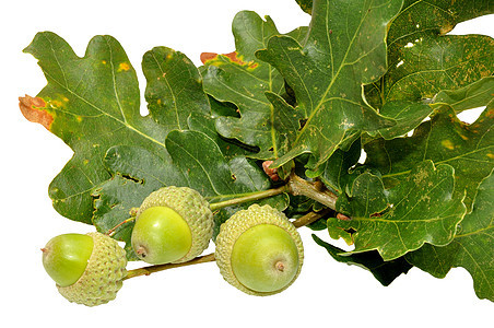 绿橡树橡子橡木白色季节树叶绿色坚果团体水果种子图片