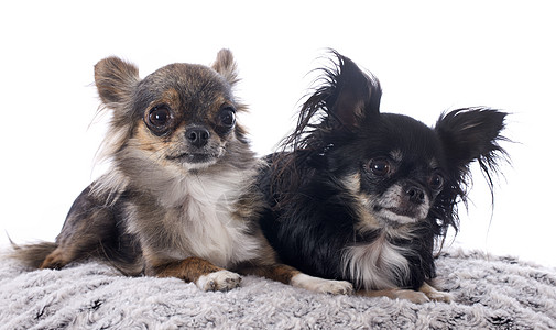 吉华人动物宠物黑色伴侣棕色小狗犬类工作室图片