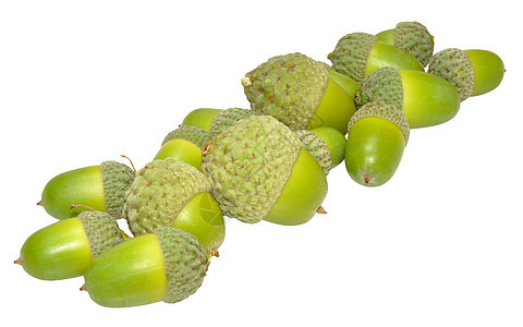 绿橡树橡子季节橡木绿色团体白色种子坚果水果图片