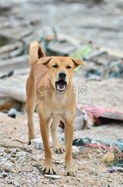 烤狗犬动物流浪狗生活孤独海滩攻击警卫朋友危险哺乳动物图片